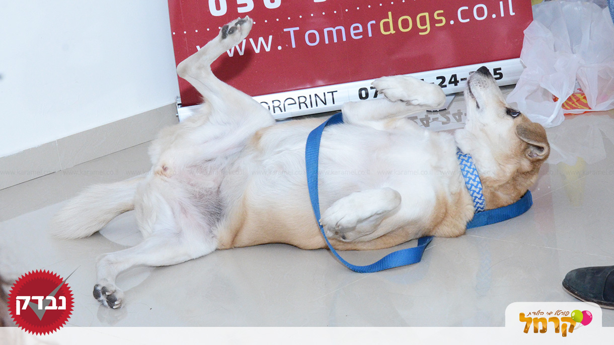 עולם הכלבים של תומר - 073-7585455