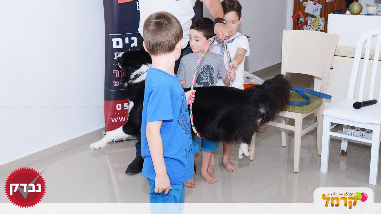 עולם הכלבים של תומר - 073-7585455